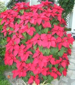 Räcker presentkortet till en julblomma på ICA?